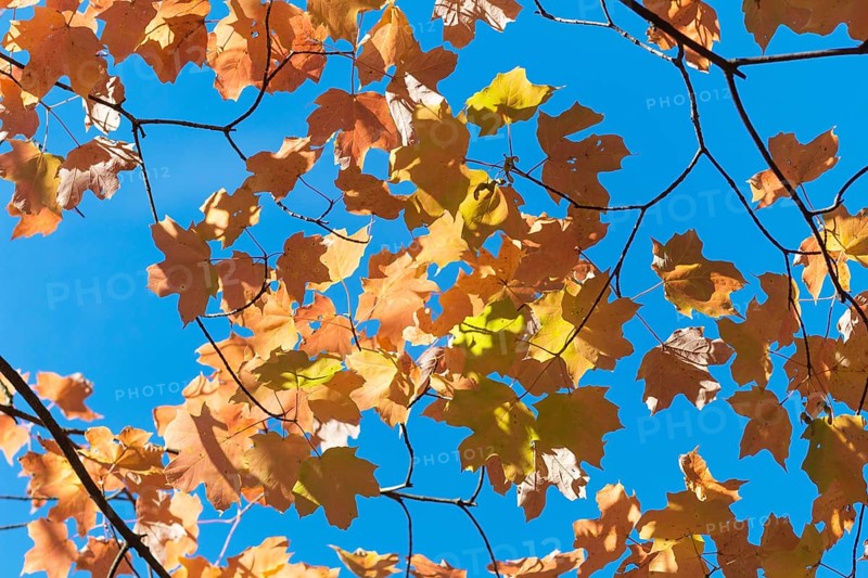 Autumn maple leaves in botanical garden on a sunny day