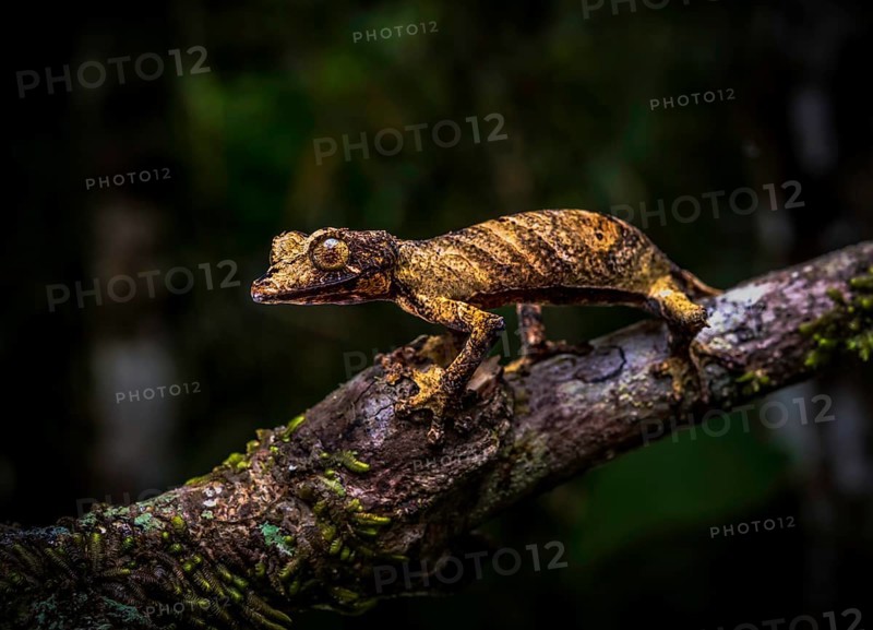 Leaf-tailed gecko (Uroplatus fivehy) in the rainforests of Marojejy National Park, north-east Madagascar