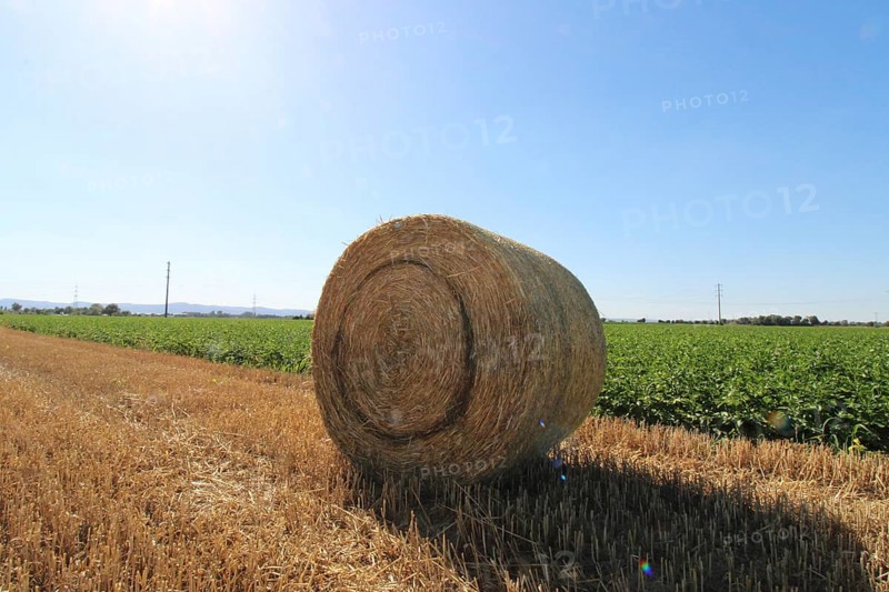 Straw pressed into round bales on a harvested wheat field in the evening sun (Mutterstadt, Rhineland-Palatinate)