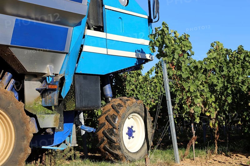 Grape grape harvest with full harvester in the district of Bad Dürkheim, Rhineland-Palatinate