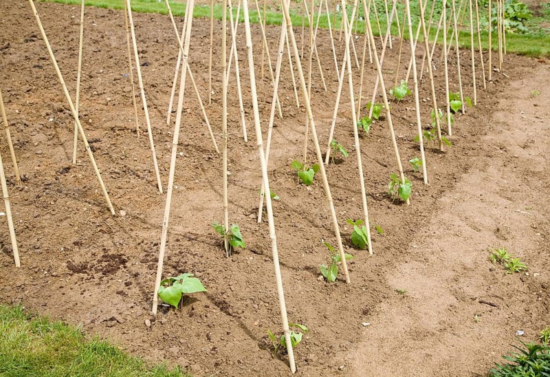 Runner bean plants and supporting canes allotment garden, Shottisham, Suffolk, England, United Kingdom, Europe