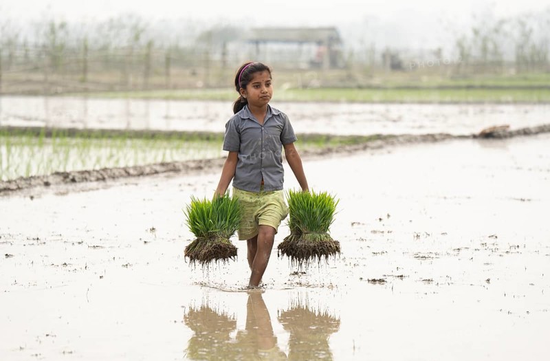 Morigaon, India. 20 February 2024. A girl carries rice sapling in a paddy field on February 20, 2024 in Mayong, India. Rice cultivation contributes to food security in India by ensuring a stable supply of this essential food grain