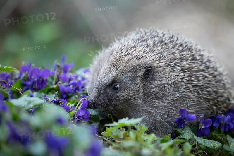 European hedgehog (Erinaceus europaeus) adult animal on a patch of flowering Dog violets in a garden, Suffolk, England, United Kingdom, Europe