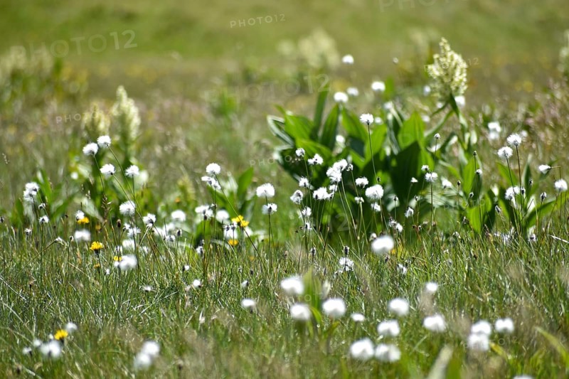 Cotton grass (Eriophorum) and white brome (Veratrum album) on the plateau of the Etrachböden, Sölktäler, Niedere Tauern, Styria, Austria, Europe