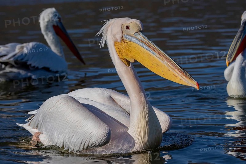 Great white pelican (Pelecanus onocrotalus), swimming, Lake Kerkini, Greece, Europe