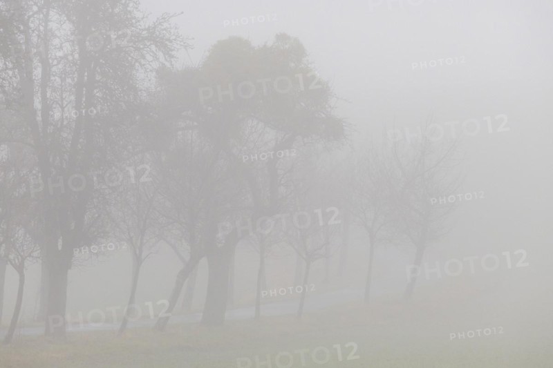 Foggy field path near Rathewalde in Saxon Switzerland, Rathewalde, Saxony, Germany, Europe