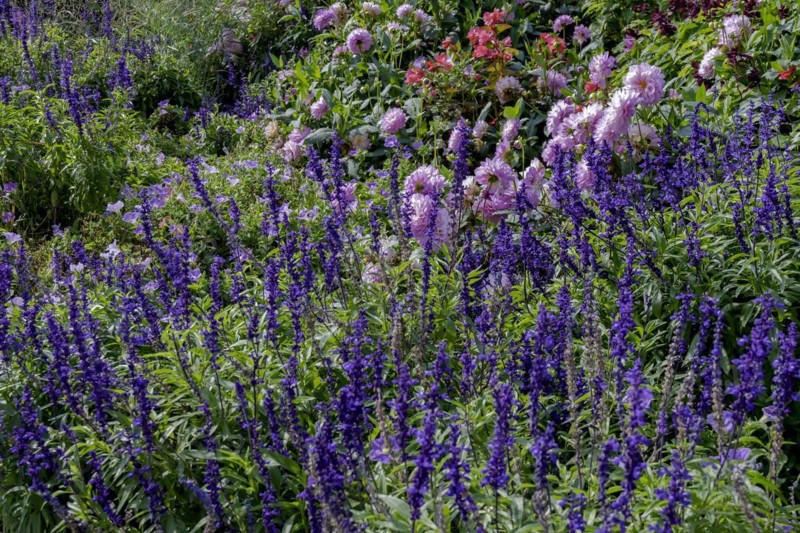 Perennial bed with sage and dahlias, Palatinate, Rhineland-Palatinate, Germany, Europe