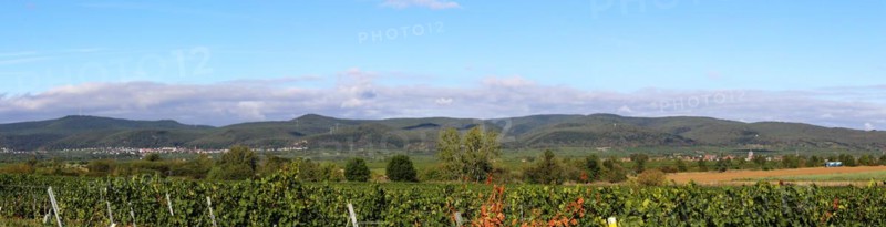Panorama from the Haardtrand with a view of the Palatinate Forest