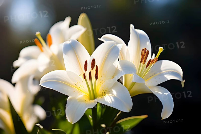 Blooming Easter lilies with soft white petals and a yellow center, bathed in gentle sunlight, AI generated
