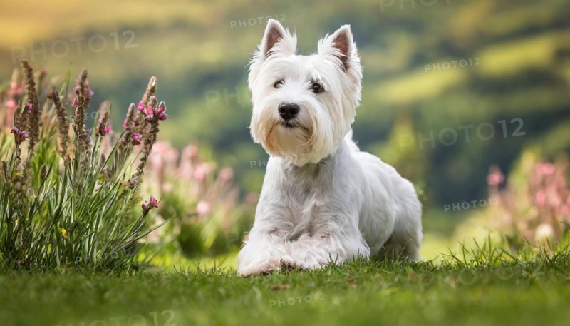 Pets, Dog, West Highland White Terrier, AI-generated, AI generated