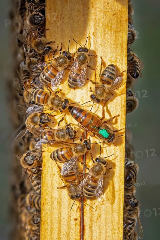 Western honey bee (Apis mellifera) fruit blossom, honeycomb, marked queen bee, beehive, petals, honey bee, beekeeper, organic honey, health, food, pollination, mass harvest, pollen, fruit tree, organic shop, bee diseases, varroa mite, biosphere reserve, Saxony-Anhalt, Germany, Europe