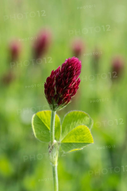 Incarnate clover (Trifolium incarnatum), Emsland, Lower Saxony, Germany, Europe