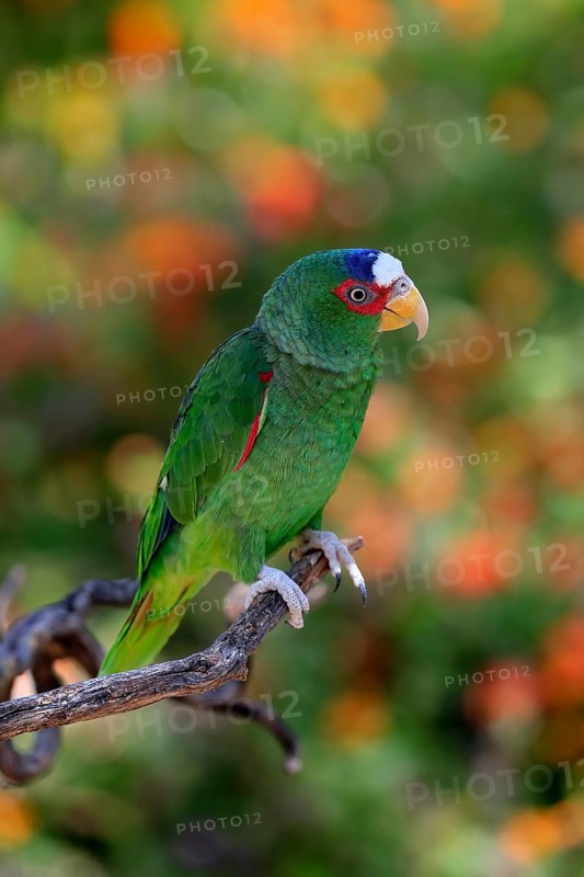 White-fronted amazon (Amazona albifrons), adult, in perch, Sonora Desert, Arizona, North America, USA, North America