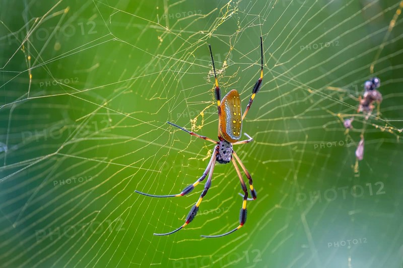 Golden silk spider (Trichonephila clavipes) in a spider web, El Arenal, Alajuela province, Costa Rica, Central America