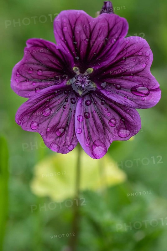 Mallow (Malva moschata), Emsland, Lower Saxony, Germany, Europe