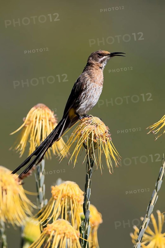 Cape Honeybird (Promerops cafer), adult, male, singing, on flower, Protea, Kirstenbosch Botanical Gardens, Cape Town, South Africa, Africa