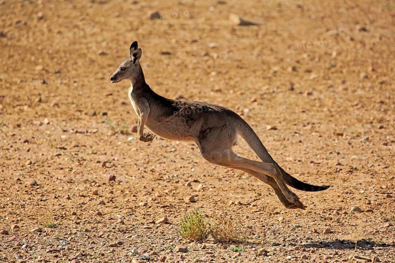 Red kangaroo (Macropus rufus), adult female jumping, Sturt National Park, New South Wales, Australia, Oceania