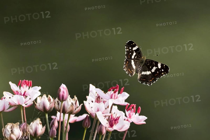 A map butterfly (Araschnia levana), summer generation, showing its patterned wings above a group of pink and white flowers against a green background, Hesse, Germany, Europe