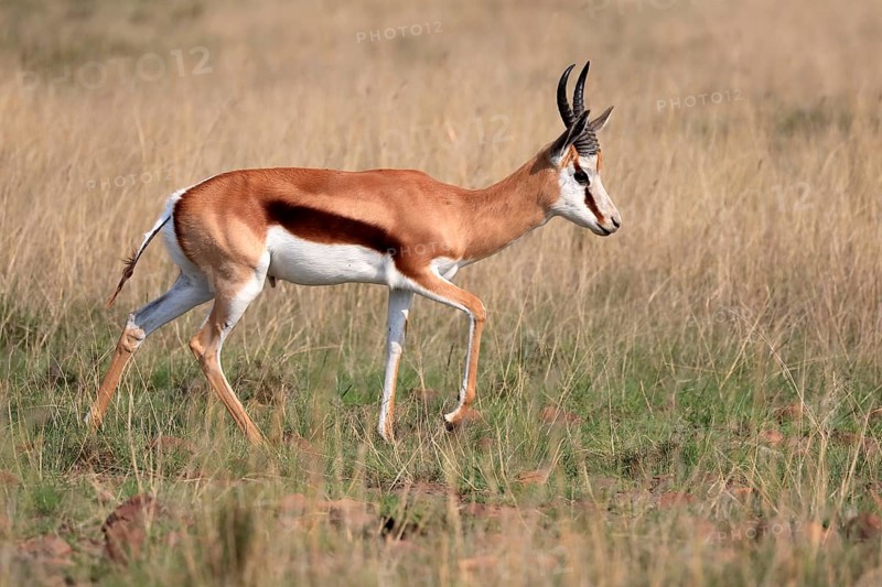 Springbok (Antidorcas marsupialis), adult, male, foraging, running, Mountain Zebra National Park, Eastern Cape, South Africa, Africa