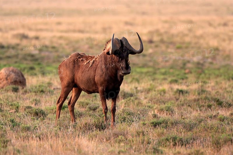 White-tailed wildebeest (Connochaetes gnou), adult, alert, Mountain Zebra National Park, Eastern Cape, South Africa, Africa