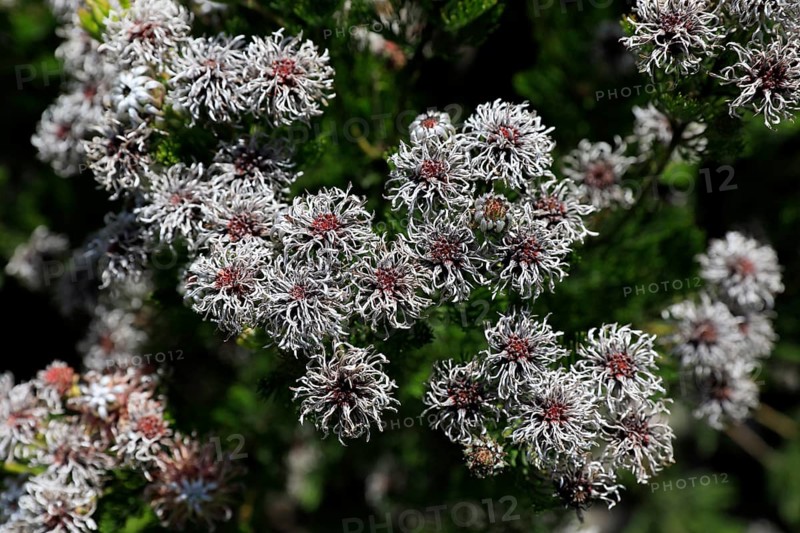 Serruria fucifolia (Serruria fucifolia), flowers, flowering, bush, fynbos, Kirstenbosch Botanical Gardens, Cape Town, South Africa, Africa