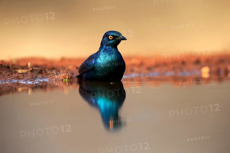 Red-shouldered Glossy Starling (Lamprotornis nitens), adult, in the water, bathing, Kruger National Park, Kruger National Park, Kruger National Park South Africa