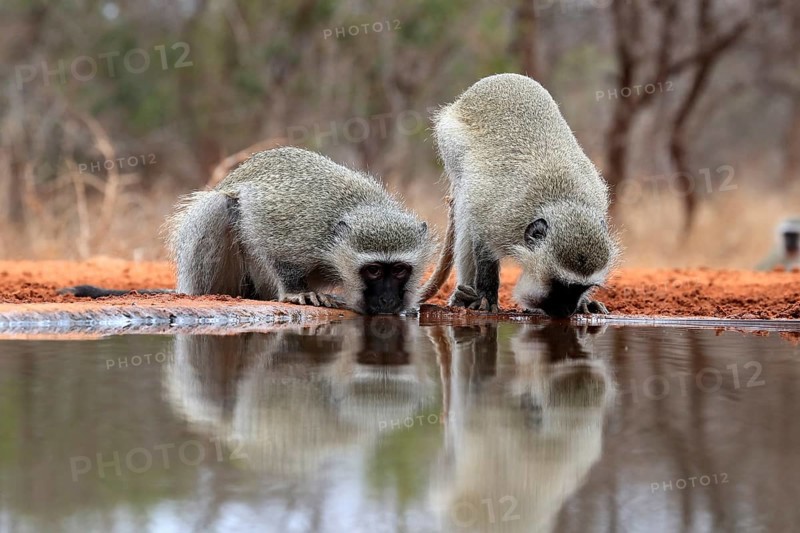 Vervet Monkey (Chlorocebus pygerythrus), adult, two animals, drinking, at the water, Kruger National Park, Kruger National Park, Kruger National Park South Africa