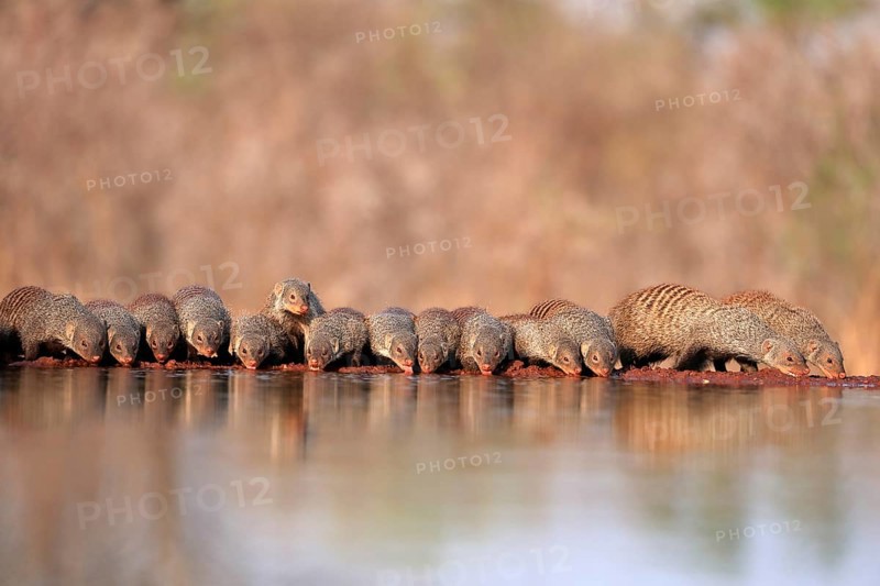 Zebra mongoose (Mungos mungo), adult, group, at the water, drinking, Kruger National Park, Kruger National Park, Kruger National Park South Africa