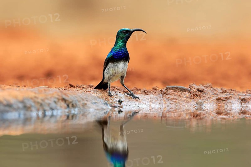 White-bellied Sunbird (Cinnyris talatala), adult, male, at the water, Kruger National Park, Kruger National Park, Kruger National Park South Africa