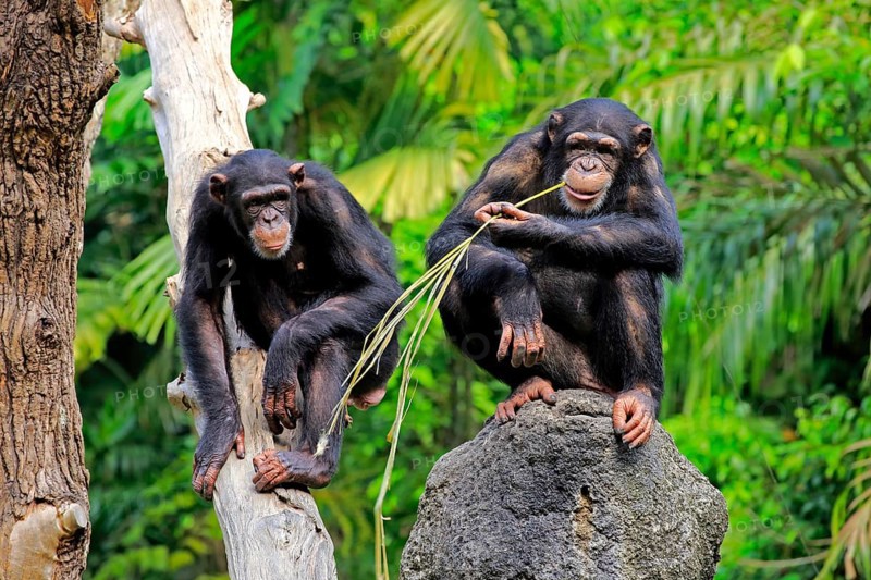 Chimpanzee (Pan troglodytes troglodytes), adult, two, used, tool, termite mound Africa