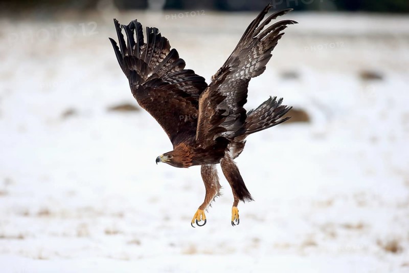Golden eagle (Aquila chrysaetos), adult flying, in the snow, in winter, Zdarske Vrchy, Bohemian-Moravian Highlands, Czech RepublicAquila chrysaetos