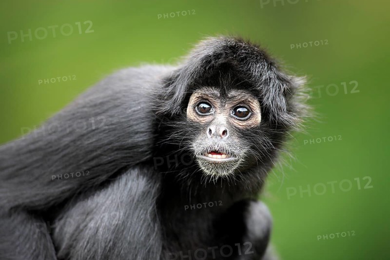 Brown-headed spider monkey, (Ateles fusciceps robustus), adult, portrait, attentive, South America