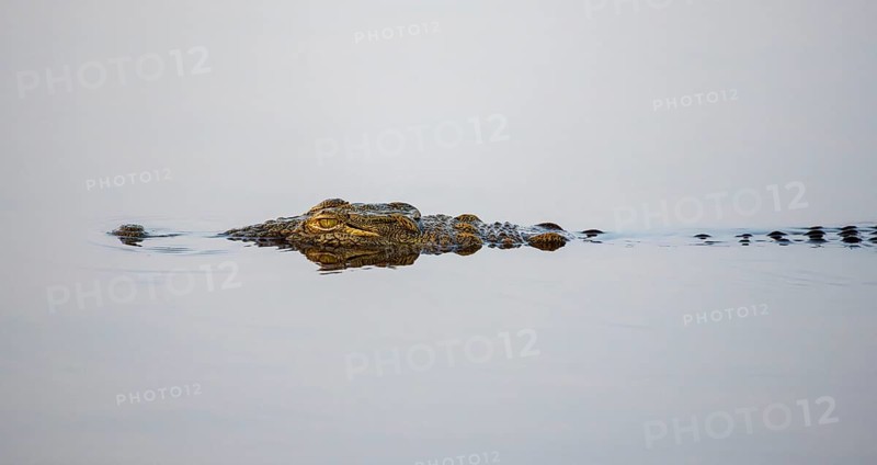 Nile crocodile (Crocodylus niloticus) in the water with reflection, Sunset Dam, Kruger National Park, South Africa, Africa