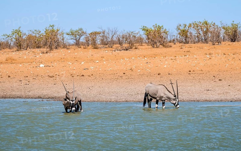 Two gemsbok (Oryx gazella) standing in the water and drinking, waterhole in dry savannah with orange-coloured sand, Okavao waterhole, Etosha National Park, Namibia, Africa