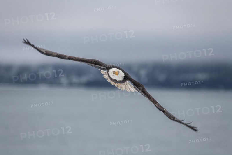 Bald eagle, Haliaeetus leucocephalus, flying, adult, winter, Homer, Alaska, USA, North America