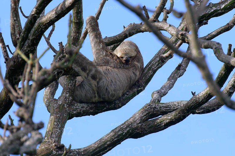 Brown throated Three toed Sloth, Bradypus variegatus, in a tree, Amazon basin, Brazil, South America