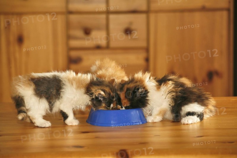 Persian cat, long-haired cat, kittens at the outdoor bowl