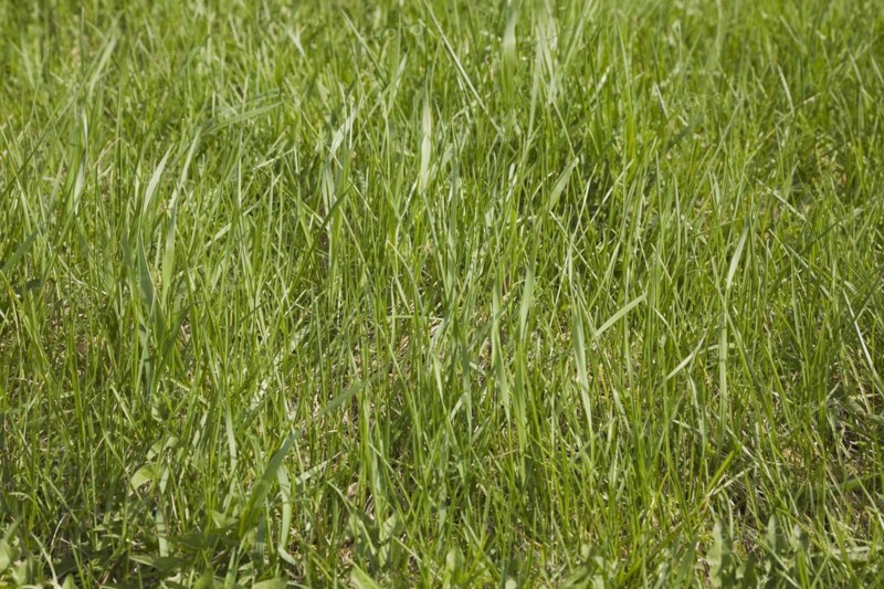 Close-up of neglected and in need of mowing Poa pratensis Kentucky bluegrass lawn in spring, Quebec, Canada, North America