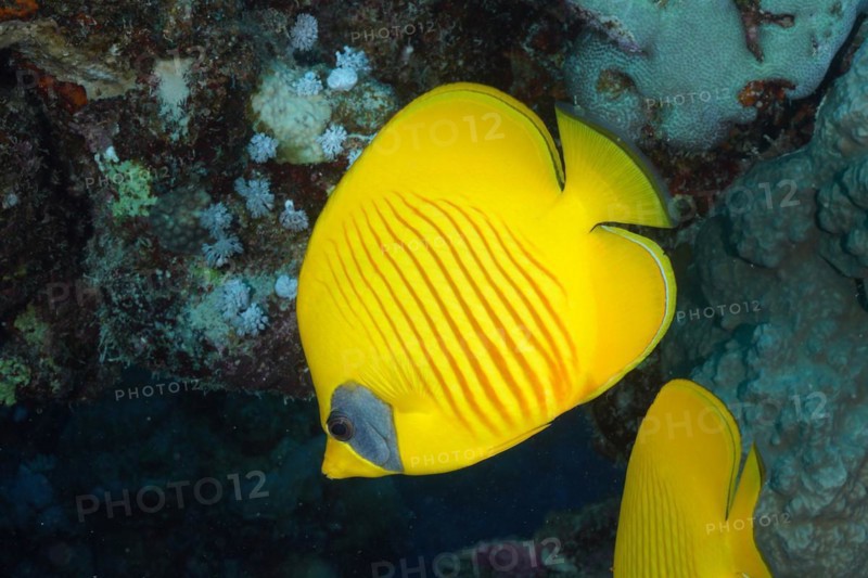 Bluecheek butterflyfish (Chaetodon semilarvatus), dive site Marsa Shona Reef, Egypt, Red Sea, Africa