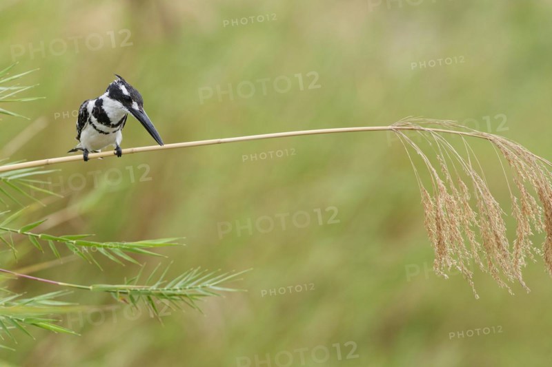 Pied kingfisher (Ceryle rudis), male, perched on a reed stem, overlooking the Olifants River, on the lookout, Kruger National Park, South Africa, Africa