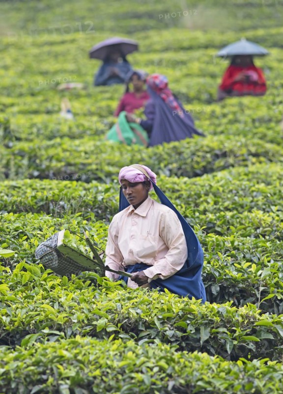 Indian tea picker on a tea plantation, Thekkady, Kerala, India, Asia