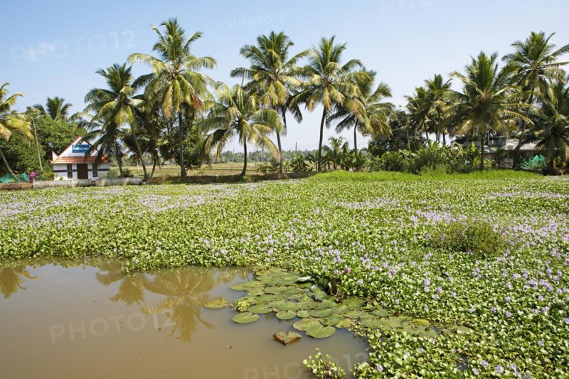 Water hyacinths (Pontederia subg. Eichhornia) blooming on a river in the canal system of the backwaters, palm trees on the banks, Kerala, India, Asia