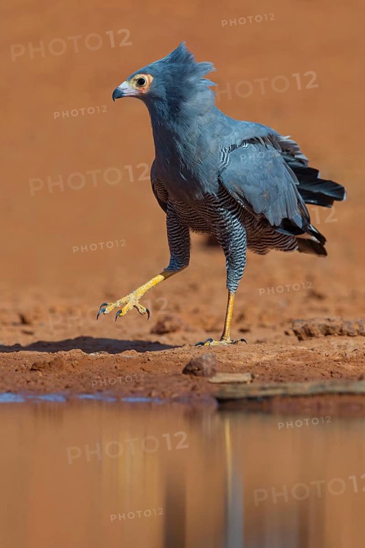 Cave harrier, Polyboroides typus), goshawk family, Morgan Kunda lodge / road to Kat, Jajari, North Bank, Gambia, Africa