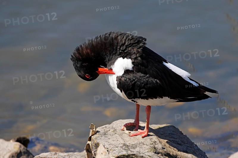 Oystercatcher (Haematopus ostralegus) standing on a stone and preening its feathers, plumage care, North Sea coast, Schleswig-Holstein, Germany, Europe