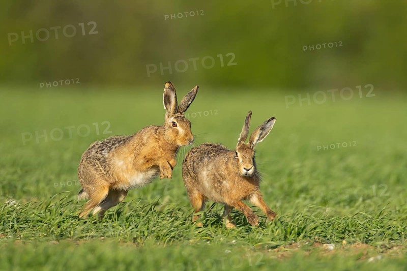 Brown hare (Lepus europaeus) two adult animals running in a farmland cereal field in springtime with a male chasing a female, Norfolk, England United Kingdom