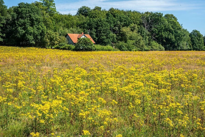 Common Ragwort (Jacobaea vulgaris), highly toxic plant in a meadow in Snogeholm, Sjöbo municipality, Scania, Sweden, Scandinavia, Europe