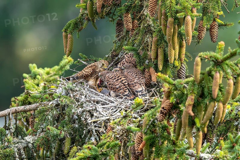 Common kestrel (Falco tinnunculus), female adult bird feeding young birds not yet ready to fly in the nest, Rhineland-Palatinate, Germany, Europe