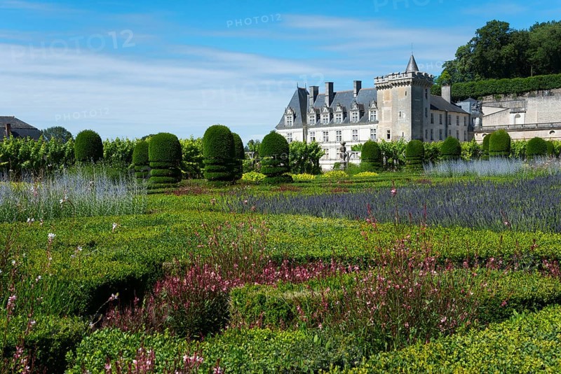 Garden with colourful flowers and green bushes in front of a castle on a sunny day, Villandry Castle, Renaissance, Tours, Loire Valley, Centre-Val de Loire, France, Europe