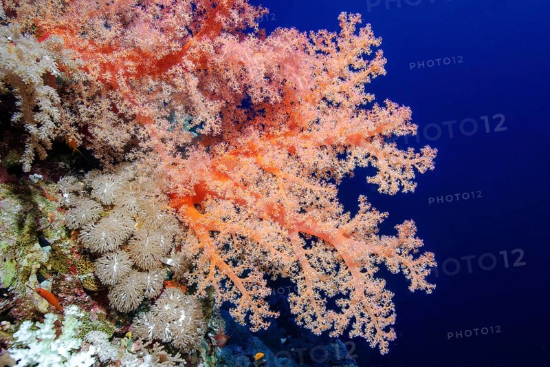 Pink-coloured reddish soft coral (Dendronephthya) growing on steep reef wall Steep wall of coral reef, Red Sea