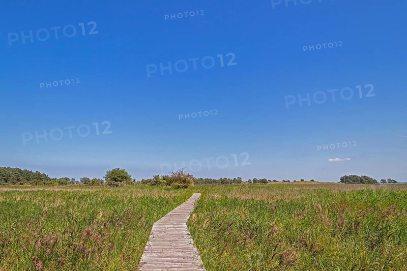 Circular hiking trail, expanse, landscape, grass, Darßer Ort, Born a. Darß, Mecklenburg-Western Pomerania, Germany, Europe